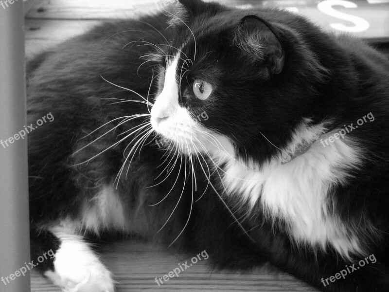 Cat Tuxedo Furry Feline Cute