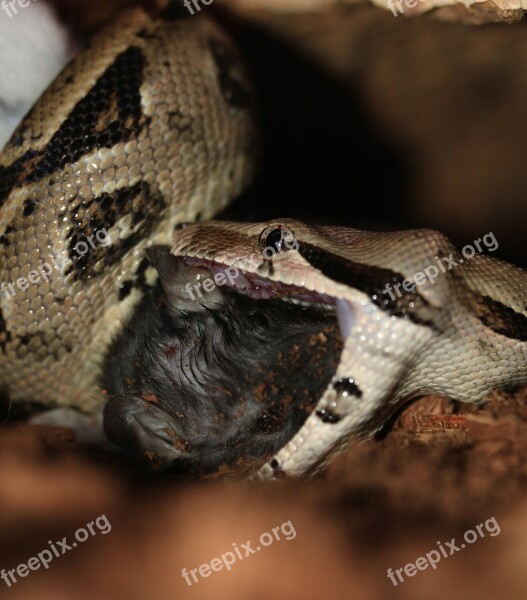 Emperor Snake Boa Snake Boa Constrictor Imperator Lurking