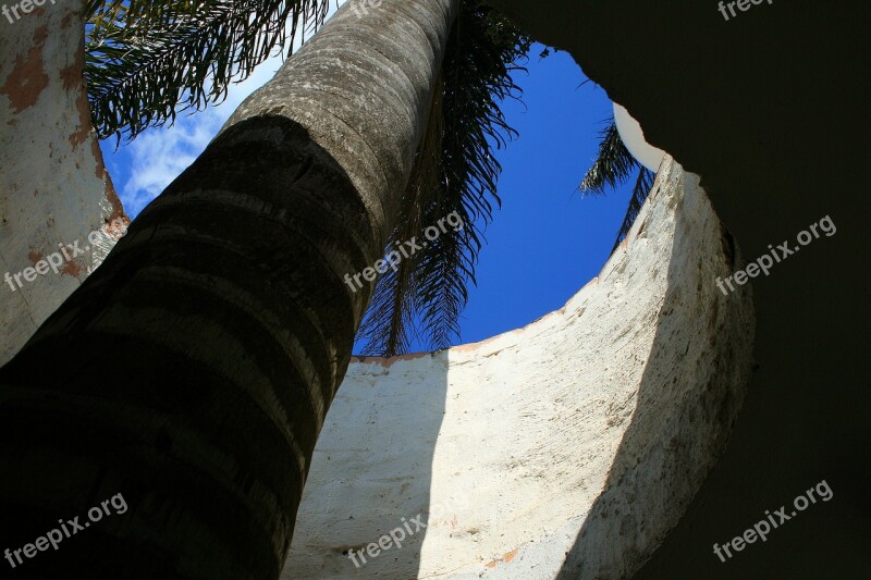 Palm Tree Tree Tall Palm Roof