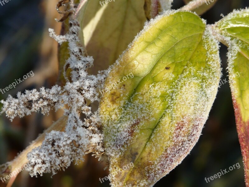 Leaf Frost Winter Leaves Frozen