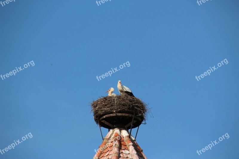 Storks Nest Bird Storchennest Rattle Stork