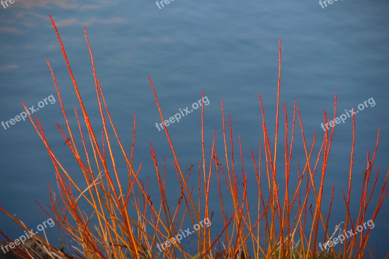 Water Reed Bank Nature Shore Greenhouse