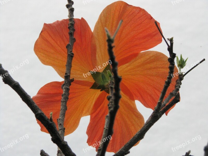 Flower Plant Hibiscus Blossom Bloom