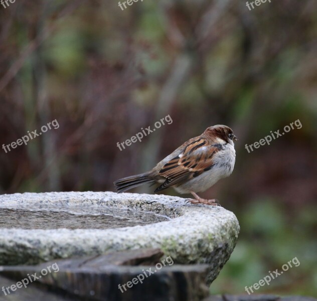 Bird House Sparrow Passer Domesticus Plumage Birdbath