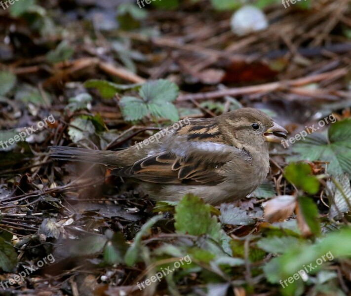 Bird Tree Sparrow Passer Montanus Plumage Free Photos