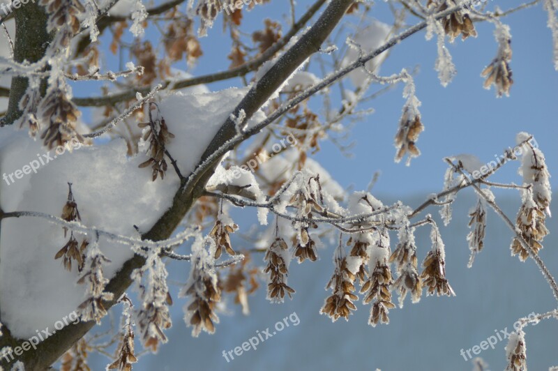 Winter Frost Branch Icy Frozen