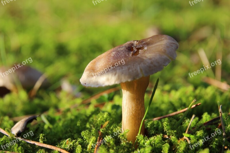 Mushroom Moss Forest Forest Floor Lamellar