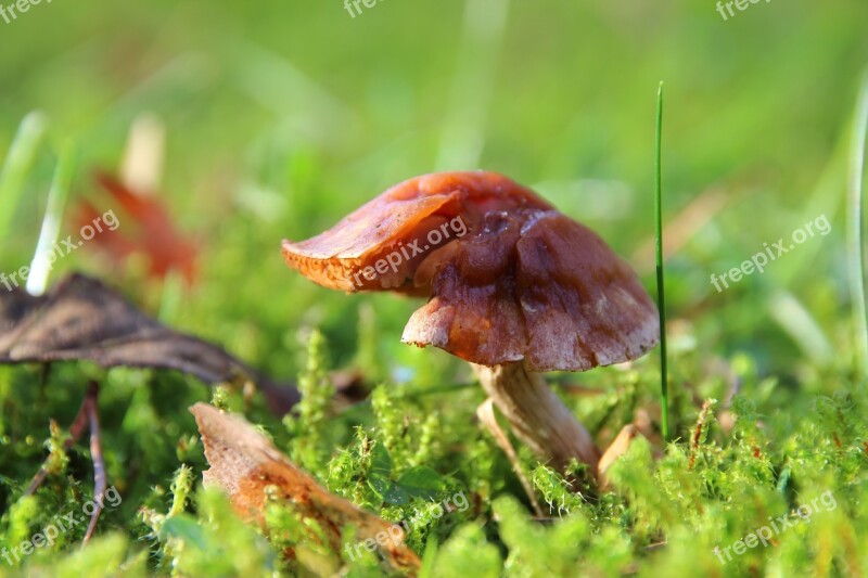 Mushroom Moss Forest Forest Floor Lamellar