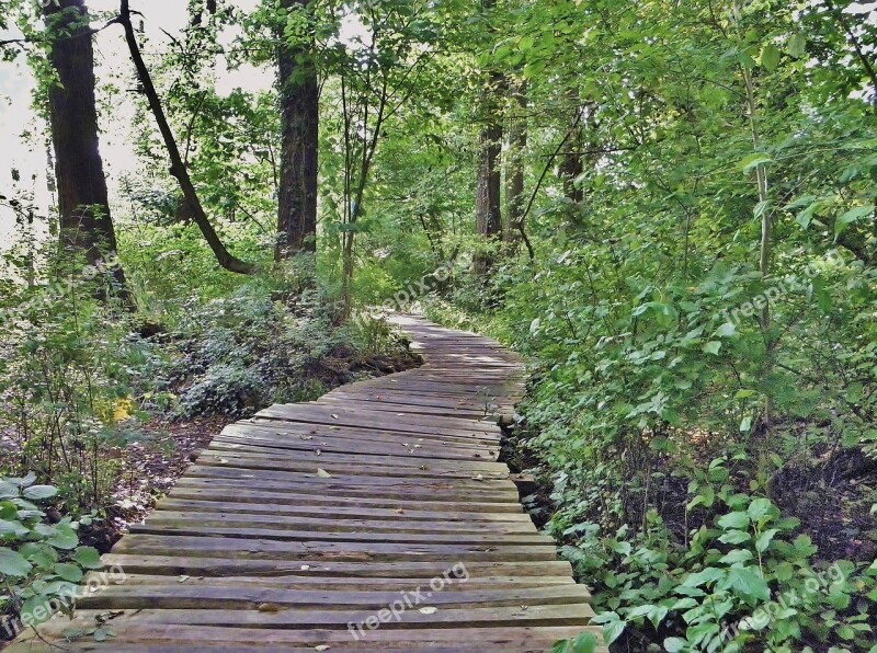 Web Wooden Track Wood Planks Nature Reserve Free Photos