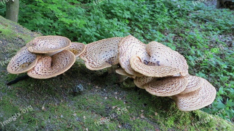 Tree Fungi Beech Forest Mushrooms Free Photos