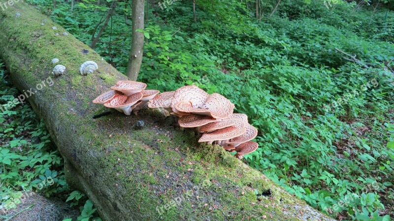 Tree Fungi Beech Forest Green Free Photos