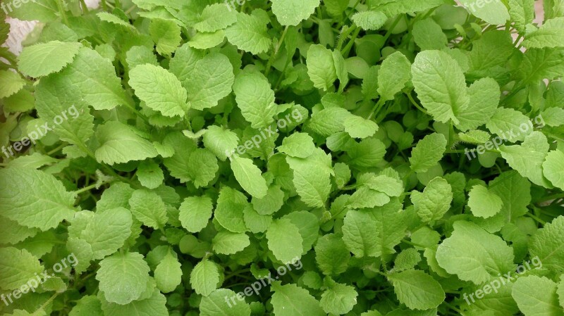 Green Fresh Mustard Plants Nutrition