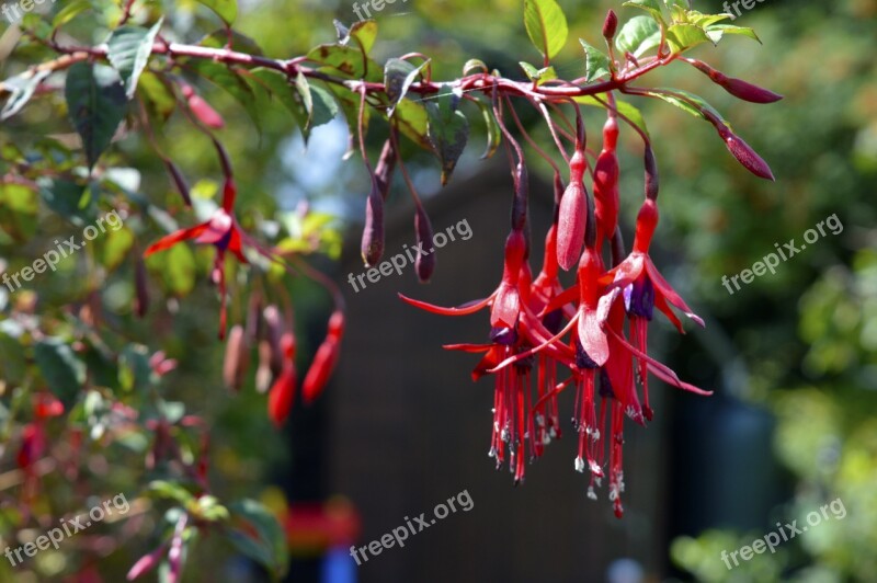 Fuchsia Plant Garden Floral Petal