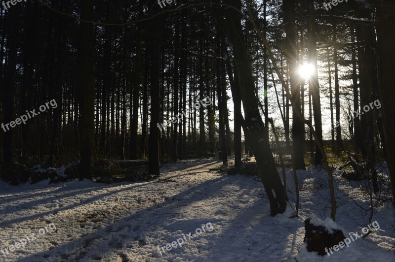 Forest Snow Sun Shadow Winter