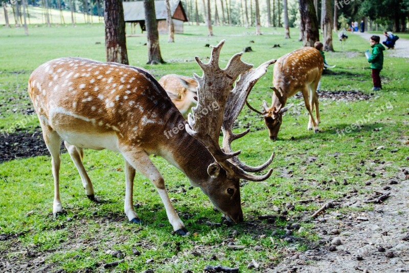 Wild Nature Roe Deer Antler Red