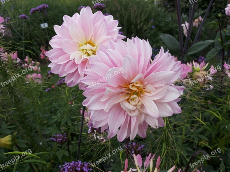 Dahlias Garden Show Flowers Free Photos