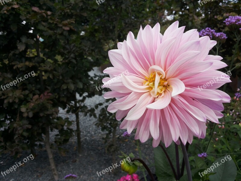 Dahlia Garden Flower Garden Plant Color