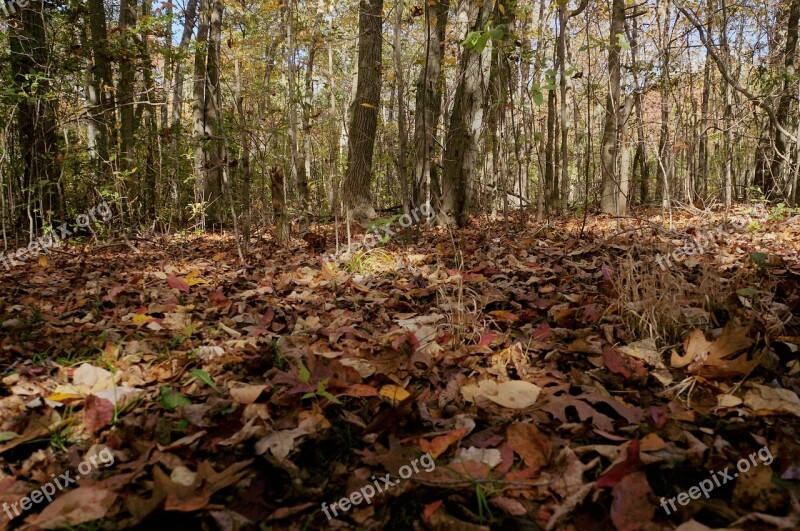 Trail Fall Foliage Scenic Outdoor