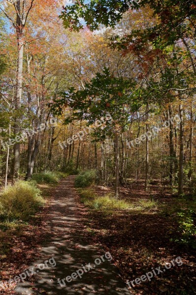 Trail Fall Leaves Foliage Hiking