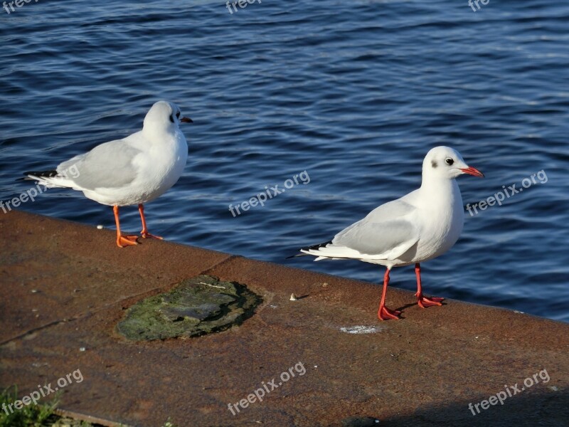 Gulls Beach Water Baltic Sea Free Photos