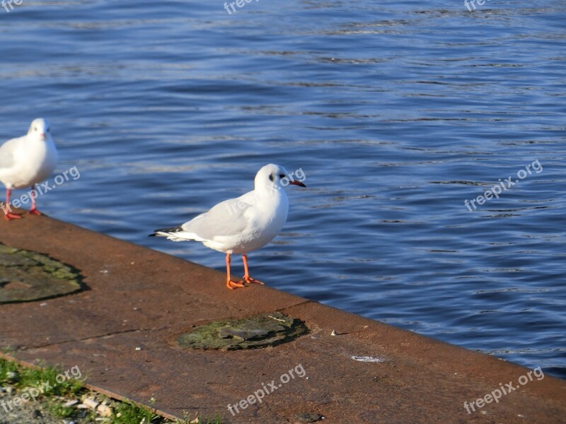 Seagull Bird Sea Water Animal