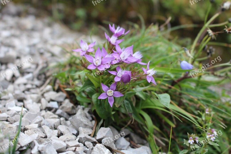 Flower Rock The Stones Grass Purple Flowers