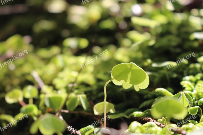 Plants Ferns Forest The Sun Light