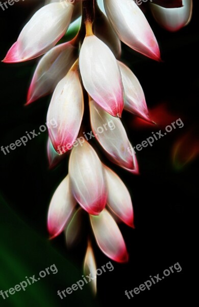 Pink Flower Bromeliad Nature Plant