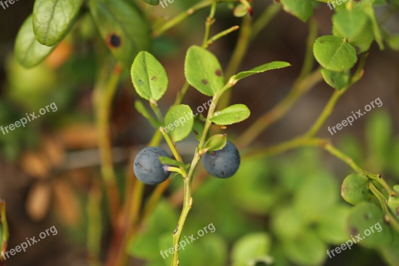 Blueberry Berry Wild Berry Twig Berry Picking