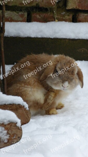 Rabbit Snow Animal Pet Fur