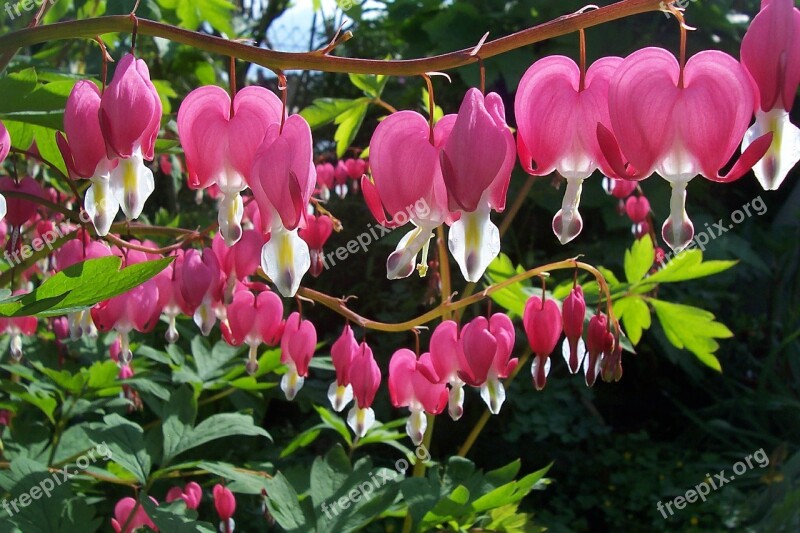 Dicentra Spectabilis Bleeding Heart Flowers Blossom Bloom