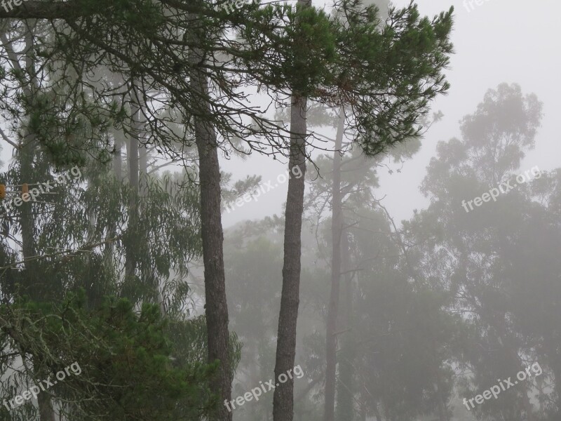 Pine Forest Fog Pine Free Photos