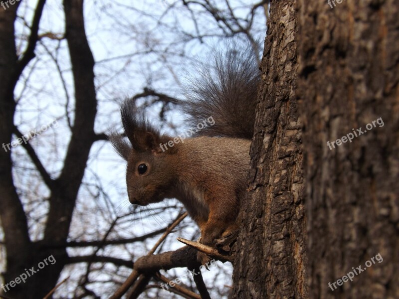 Squirrel Forest Trees Wildlife Nature