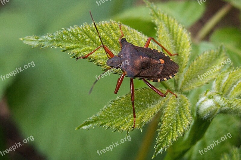 Bug Insect Macro Foliage Agrimony