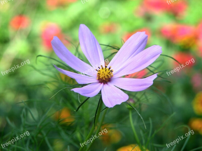 Cosmea Flower Nature Floral Flora