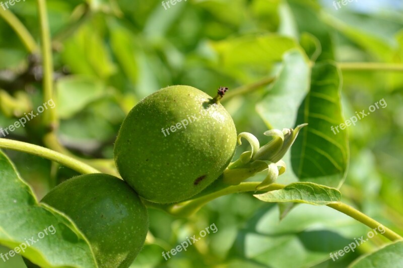 Walnut Foliage Tree Nature Free Photos