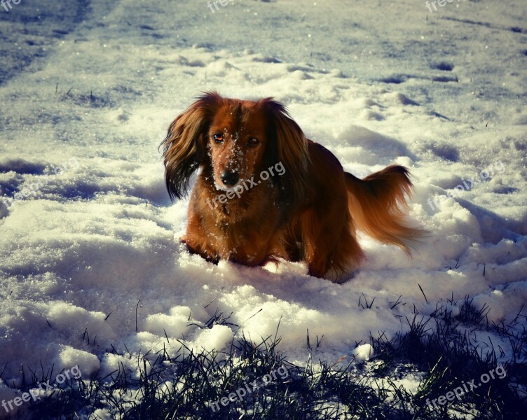 Dachshund Winter Snow Dog Free Photos