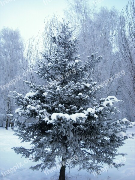 Tree Christmas Tree Winter Season December