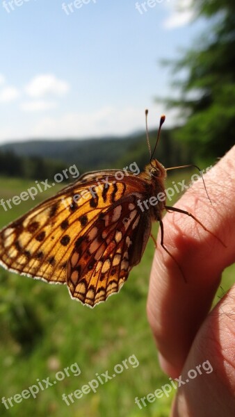 Butterfly Nature Wings Insecta Grass