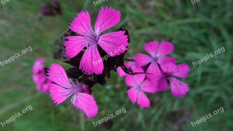 Flower Nature Grass Plants Chrysanthemums