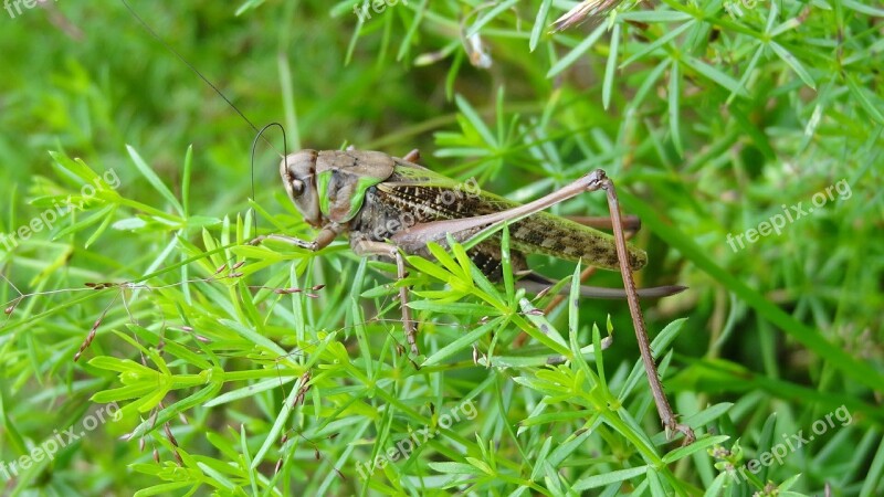 Cicada Nature Insecta Grass Ground