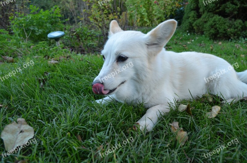 Dog White Pet Animal Cute