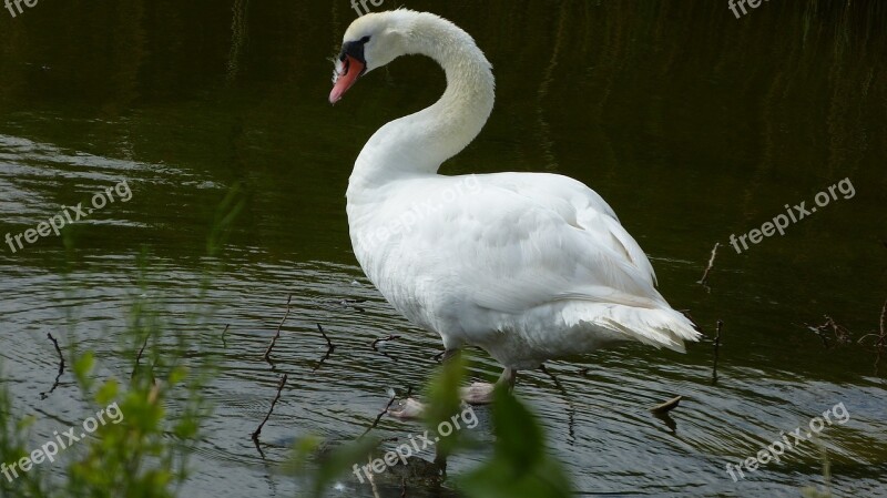 Swan Nature Water Water Bird Bird