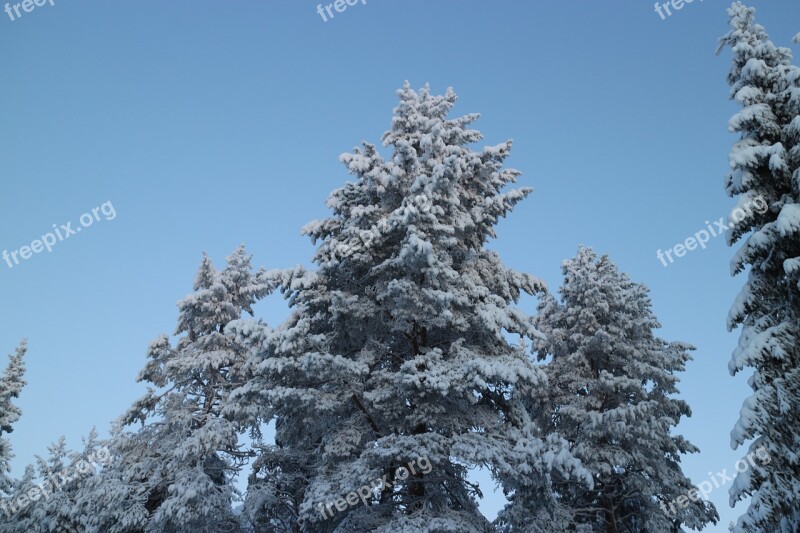 Tree Frost Winter Blue Sky Nature