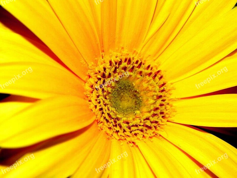 Flower Yellow Flowers Garden Yellow Flower