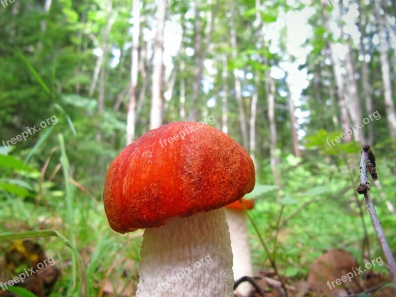 Leccinum Mushroom Aurantiacum Aspen Mushroom Boletus