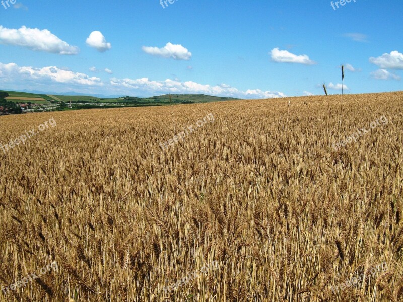 Wheat Ludus 2012 Agriculture Free Photos