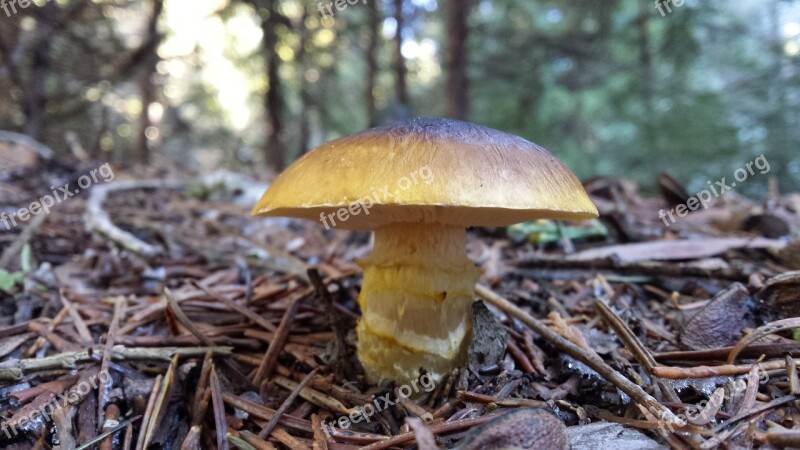 Mushroom Forest Flora Season Nature