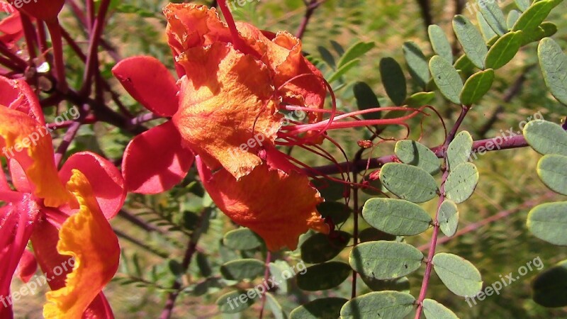 Bird Of Paradise Flowers Nature Plant Free Photos