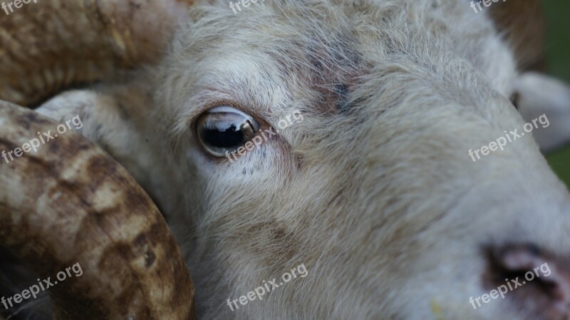 Sheep Animal Eye Livestock Close-up